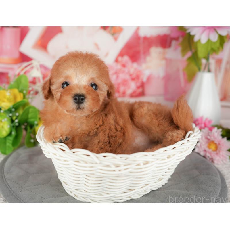 販売中の茨城県のトイプードル-430285の10枚目