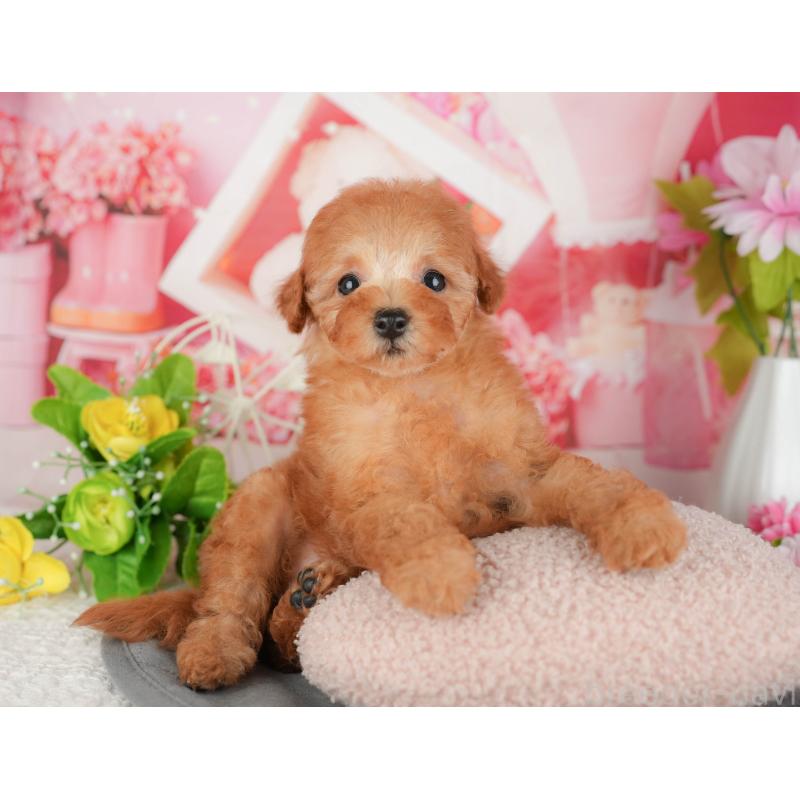 販売中の茨城県のトイプードル-430285の9枚目