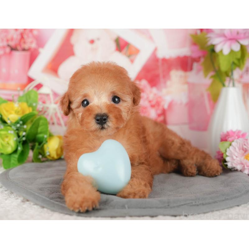 販売中の茨城県のトイプードル-430285の8枚目