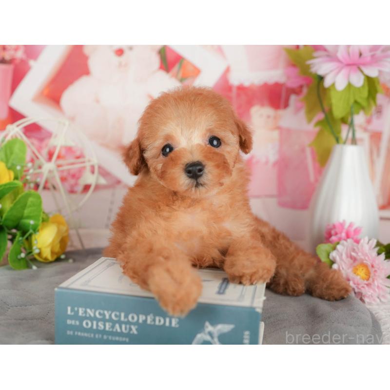 販売中の茨城県のトイプードル-430285の7枚目