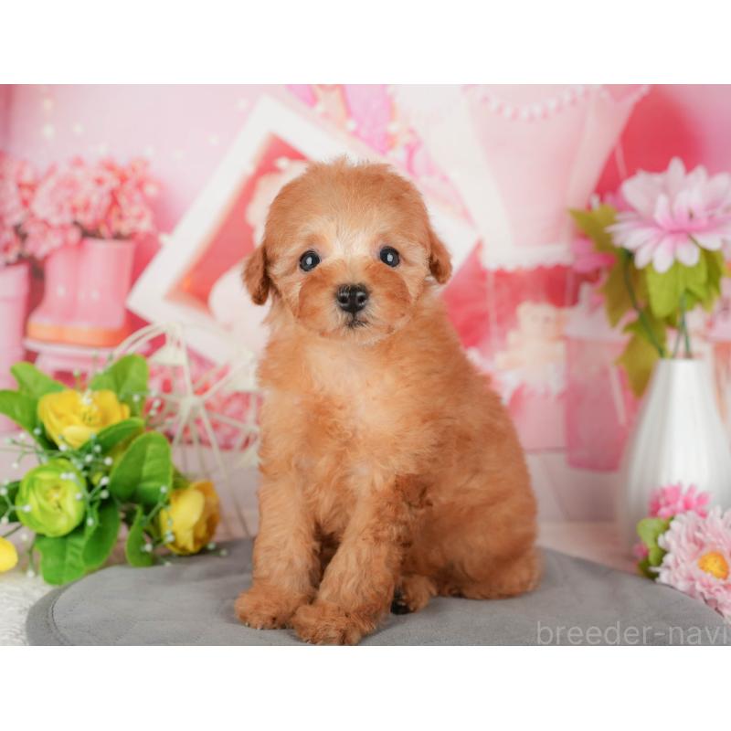 販売中の茨城県のトイプードル-430285の6枚目