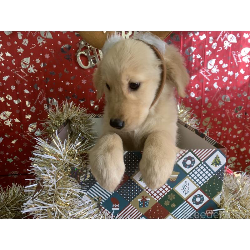 商談中の鹿児島県のゴールデンレトリーバー-425035の4枚目