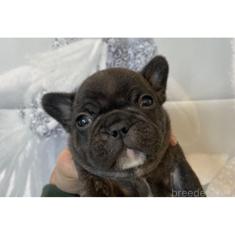 販売中の北海道のフレンチブルドッグ-429987の6枚目