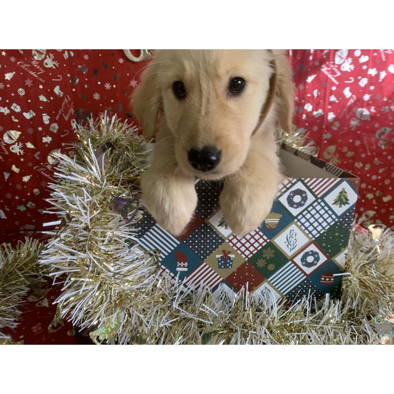 商談中の鹿児島県のゴールデンレトリーバー-425035の3枚目