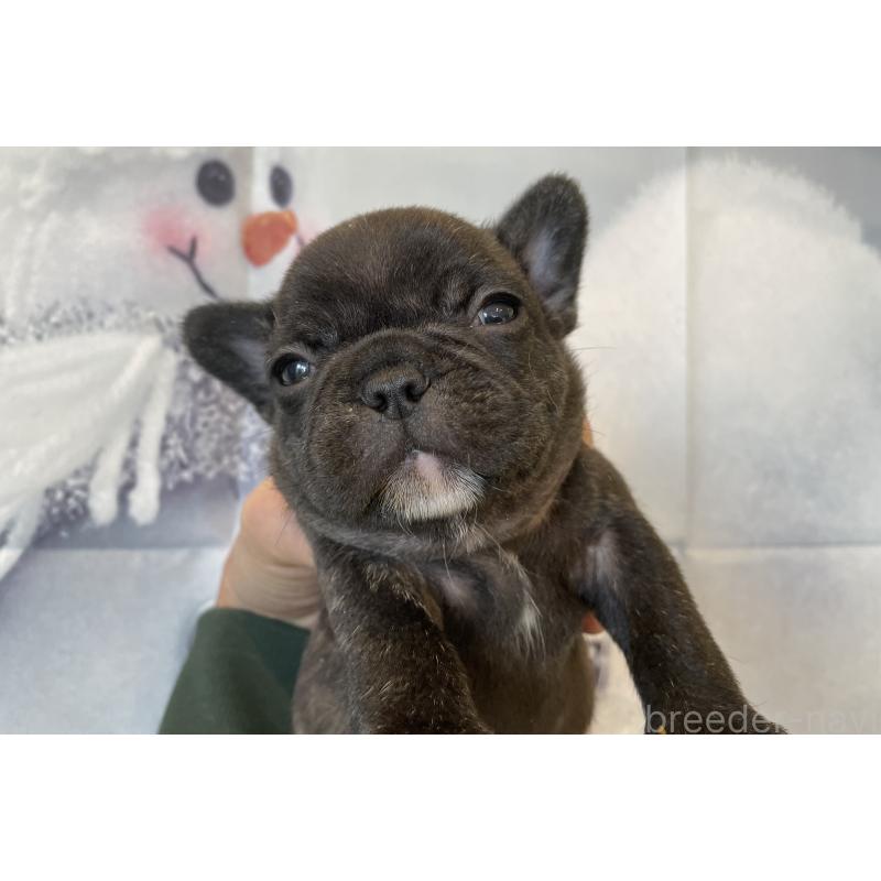 販売中の北海道のフレンチブルドッグ-429987の5枚目