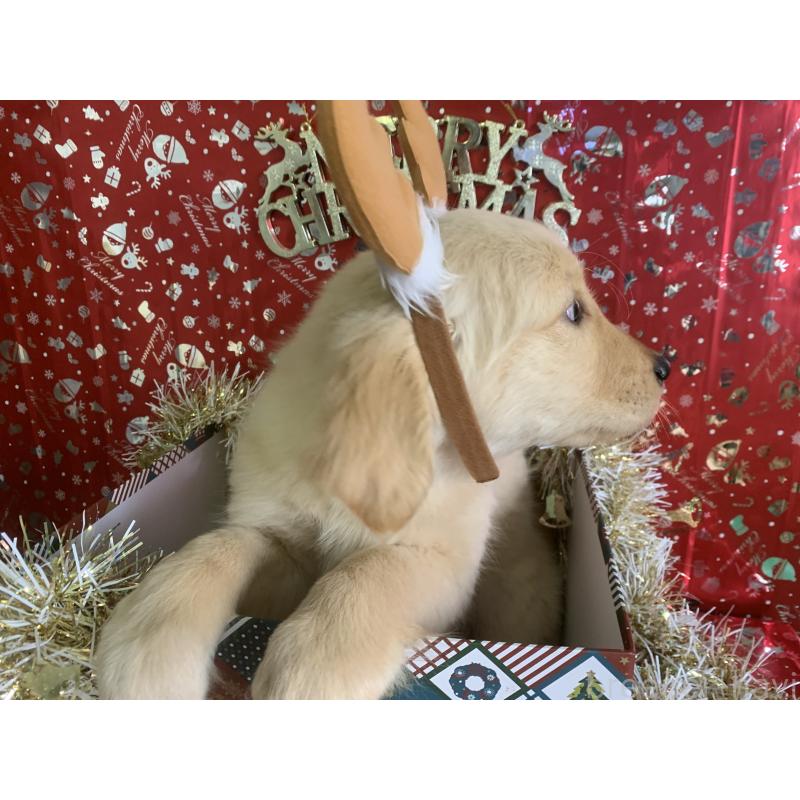 商談中の鹿児島県のゴールデンレトリーバー-425035の2枚目