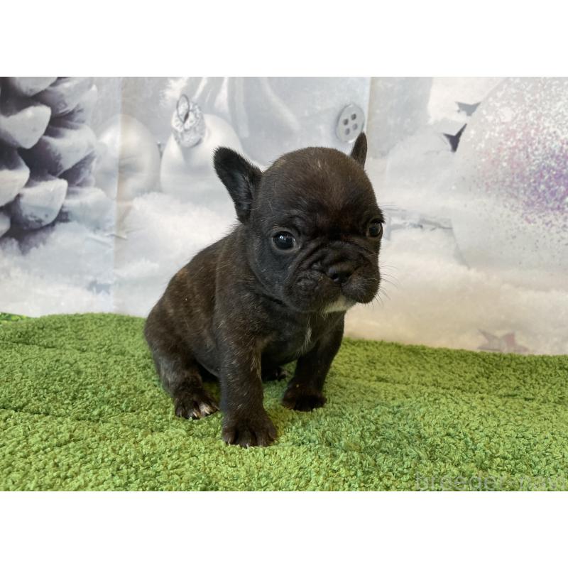 販売中の北海道のフレンチブルドッグ-429987の4枚目