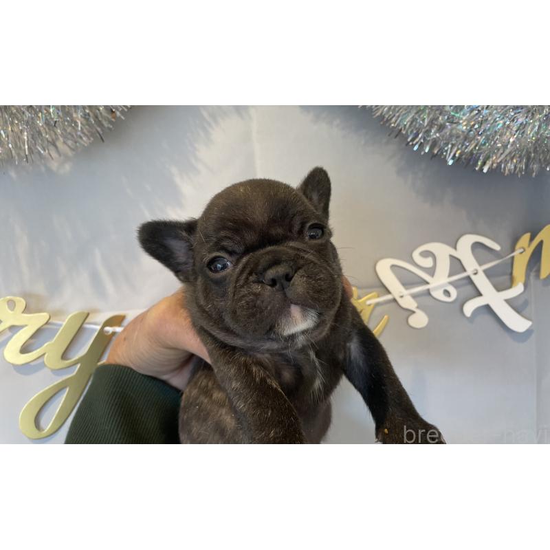 販売中の北海道のフレンチブルドッグ-429987の3枚目