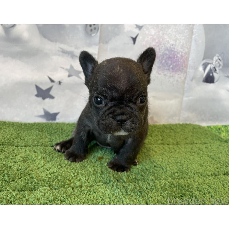 販売中の北海道のフレンチブルドッグ-429987の2枚目