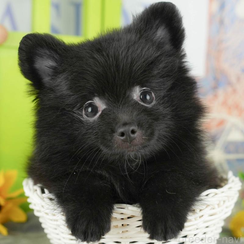 販売中の茨城県のポメラニアン-430289