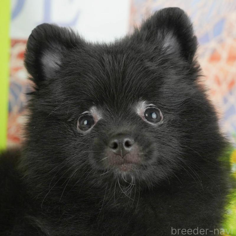 販売中の茨城県のポメラニアン-430289の11枚目