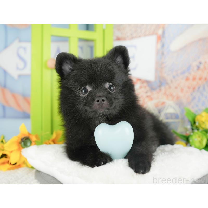 販売中の茨城県のポメラニアン-430289の10枚目