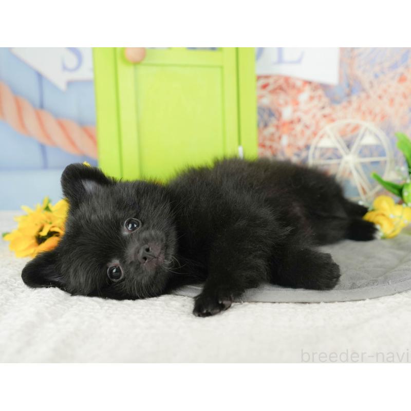 販売中の茨城県のポメラニアン-430289の9枚目