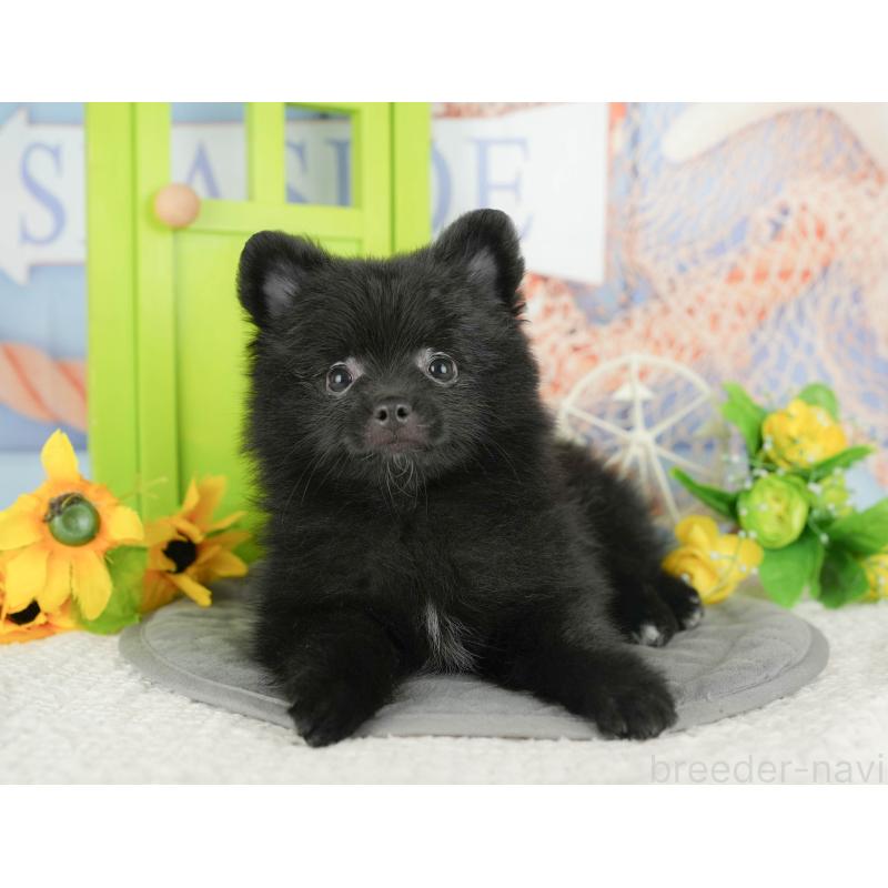 販売中の茨城県のポメラニアン-430289の8枚目