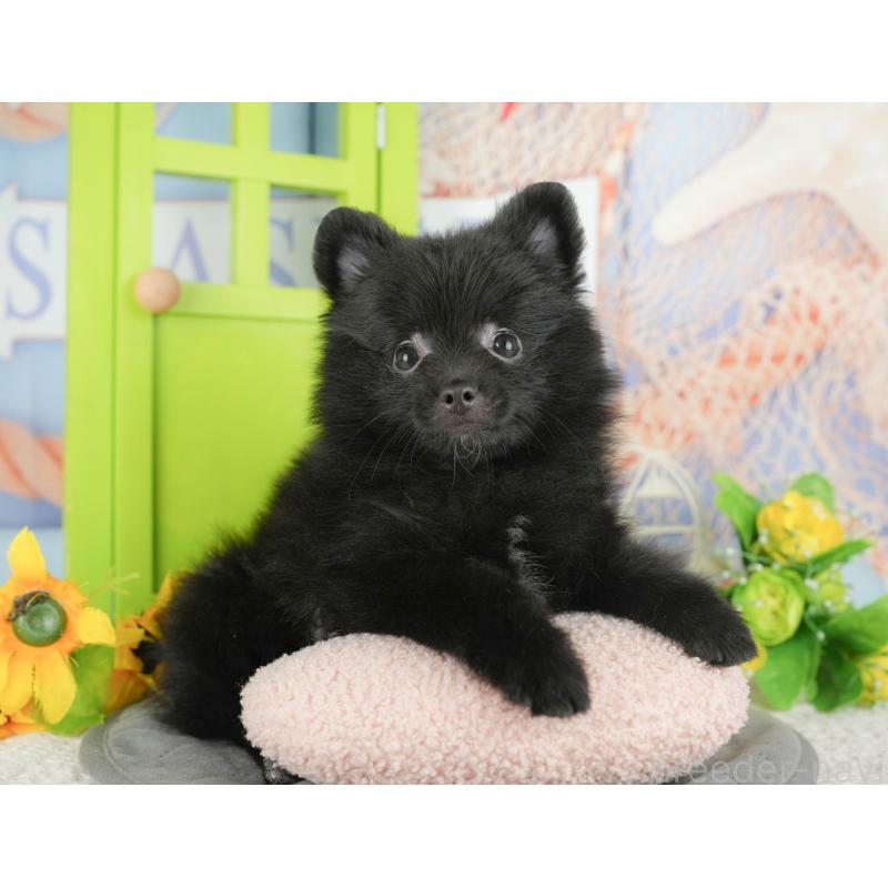 販売中の茨城県のポメラニアン-430289の7枚目