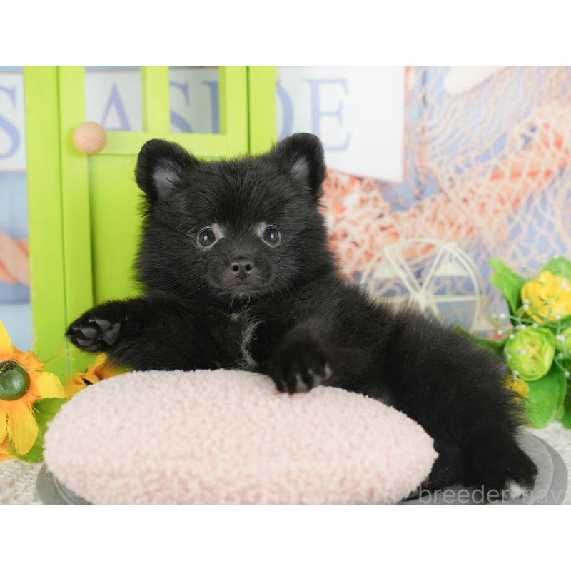 販売中の茨城県のポメラニアン-430289の6枚目