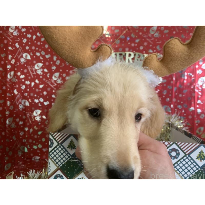 成約済の鹿児島県のゴールデンレトリーバー-416482の4枚目