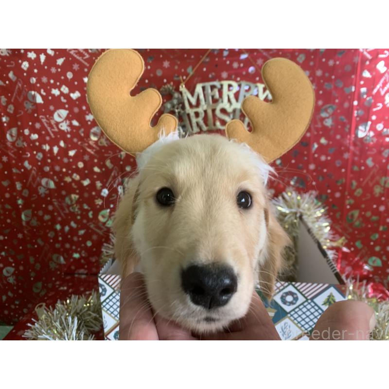 成約済の鹿児島県のゴールデンレトリーバー-416482の3枚目