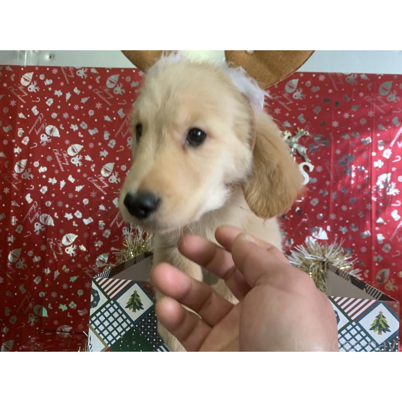 成約済の鹿児島県のゴールデンレトリーバー-416482の2枚目