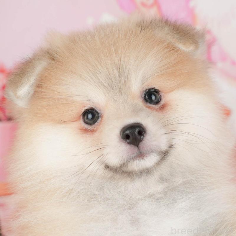 販売中の茨城県のポメラニアン-430297