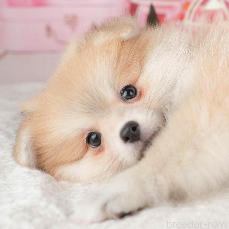 販売中の茨城県のポメラニアン-430297の11枚目