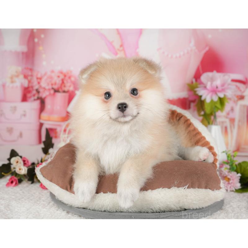 販売中の茨城県のポメラニアン-430297の10枚目