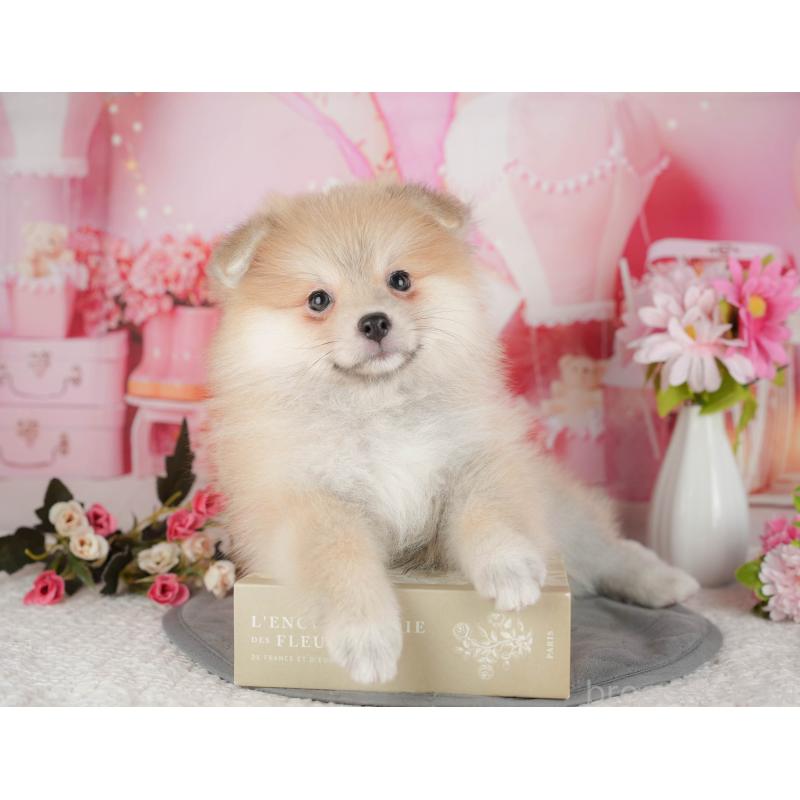 販売中の茨城県のポメラニアン-430297の9枚目