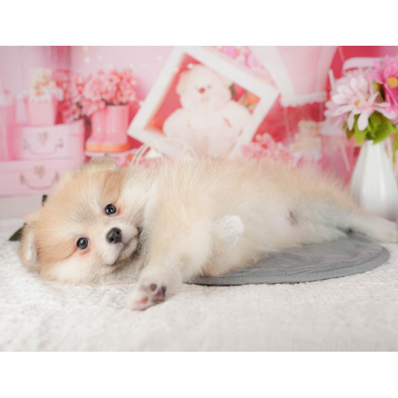 販売中の茨城県のポメラニアン-430297の8枚目