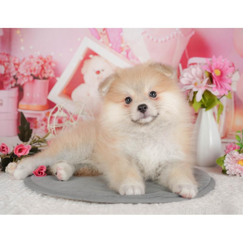 販売中の茨城県のポメラニアン-430297の7枚目