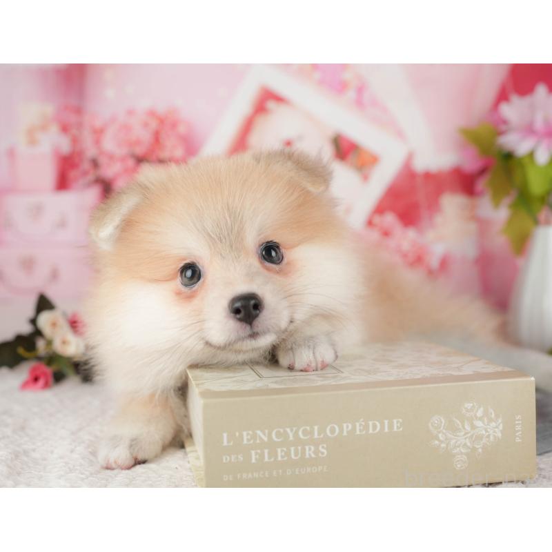 販売中の茨城県のポメラニアン-430297の6枚目