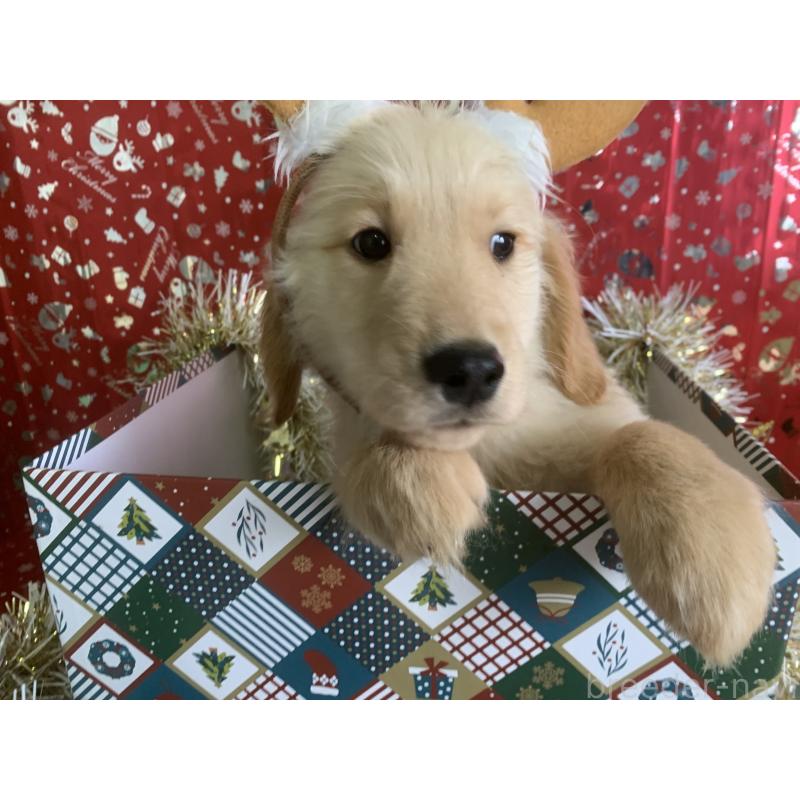 販売中の鹿児島県のゴールデンレトリーバー-425044の5枚目