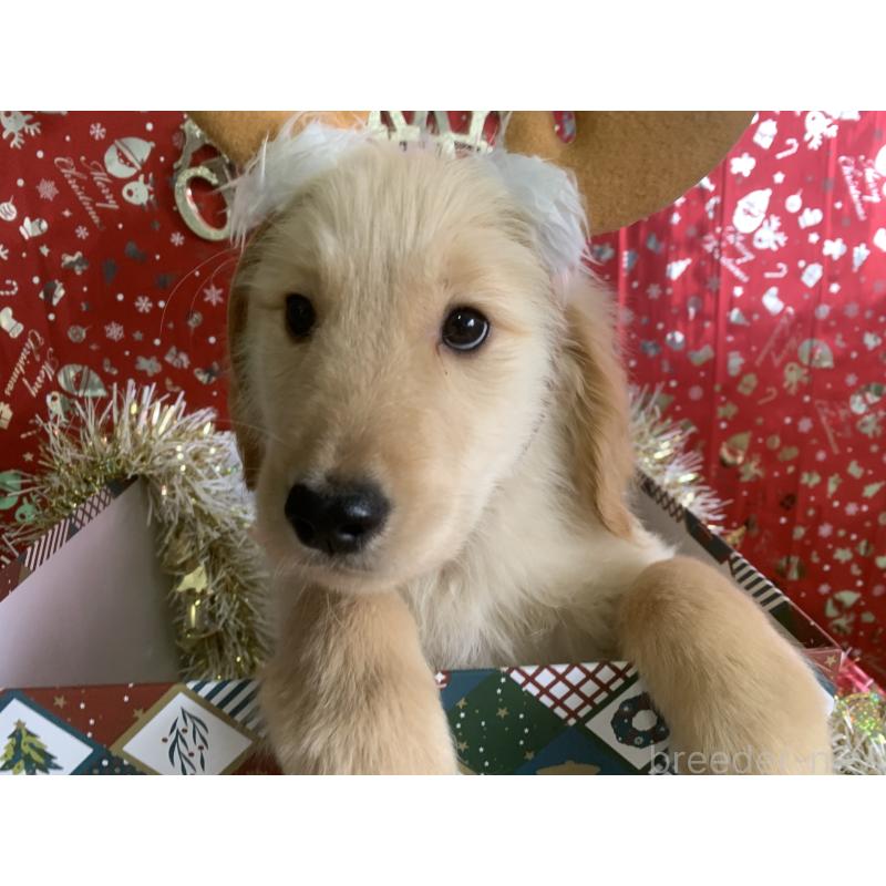 販売中の鹿児島県のゴールデンレトリーバー-425044の4枚目