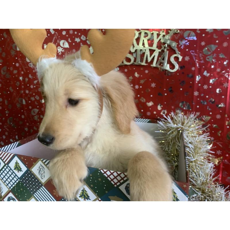 販売中の鹿児島県のゴールデンレトリーバー-425044の3枚目