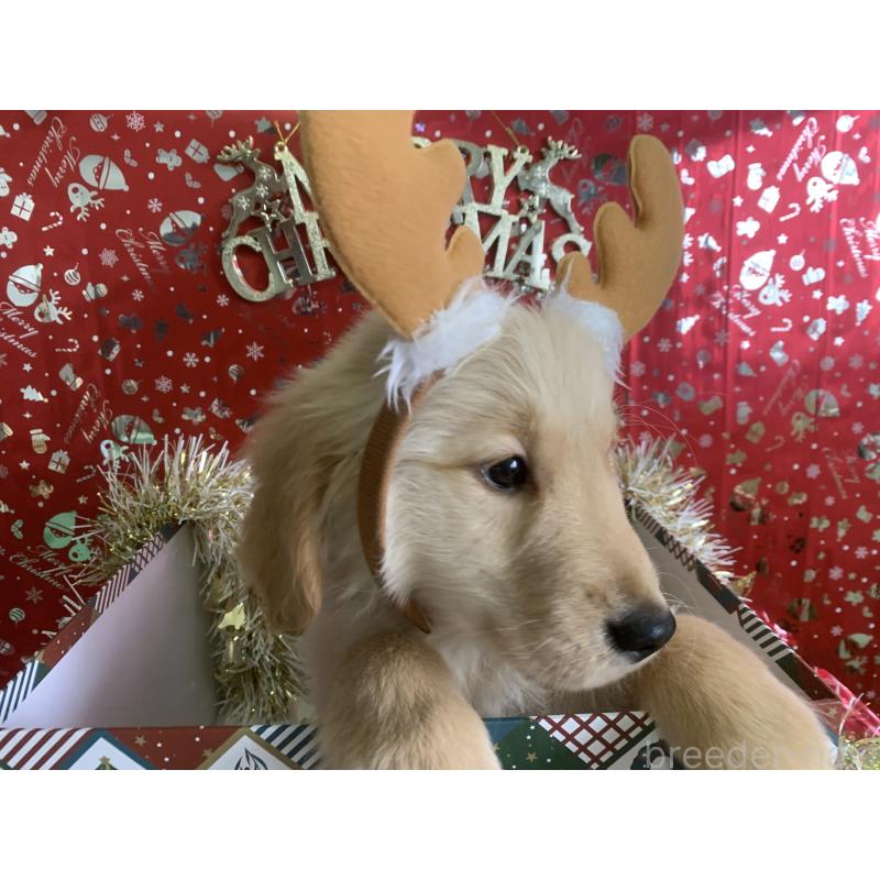 販売中の鹿児島県のゴールデンレトリーバー-425044の2枚目