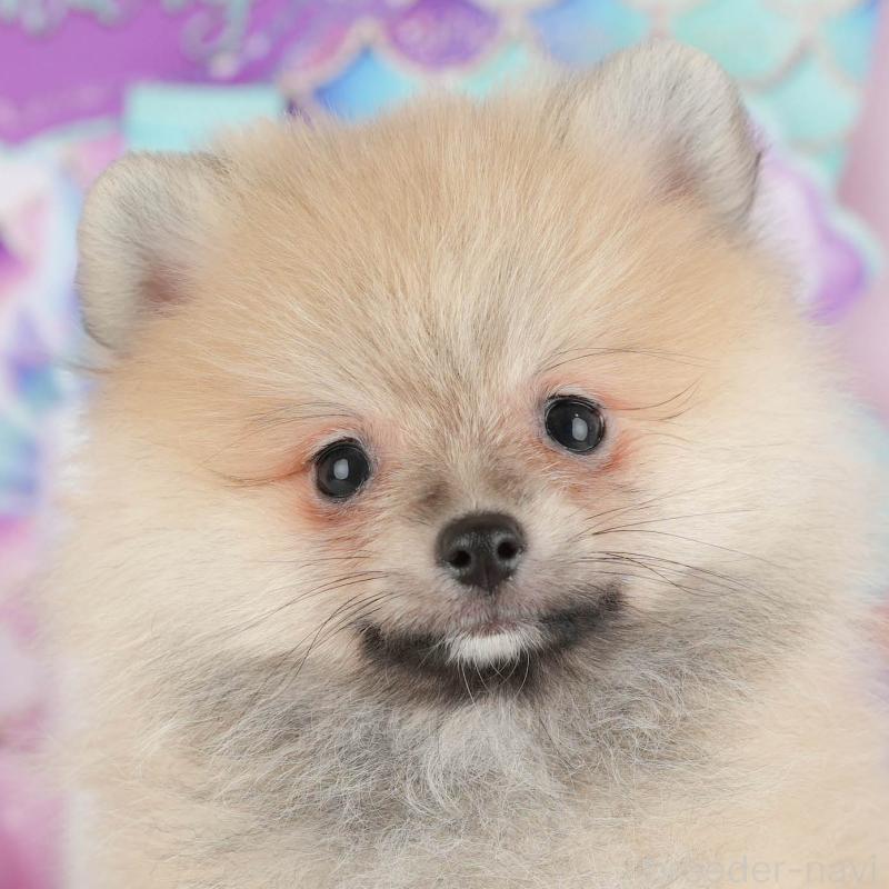 販売中の茨城県のポメラニアン-430305の1枚目