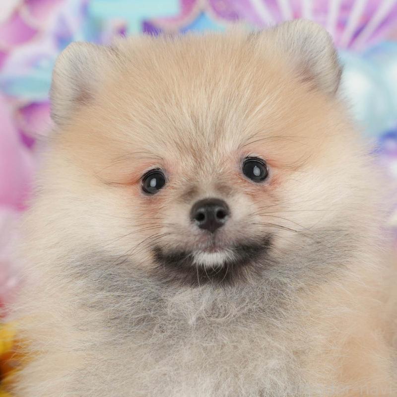 販売中の茨城県のポメラニアン-430305の11枚目