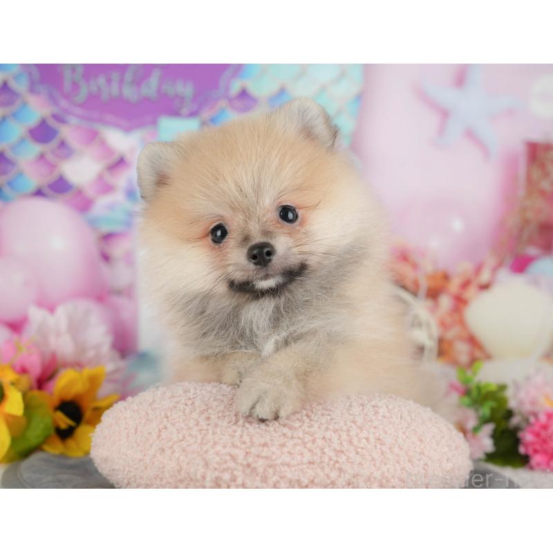 販売中の茨城県のポメラニアン-430305の10枚目