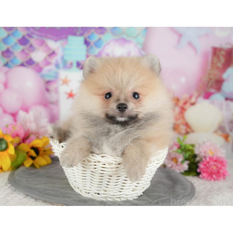 販売中の茨城県のポメラニアン-430305の9枚目