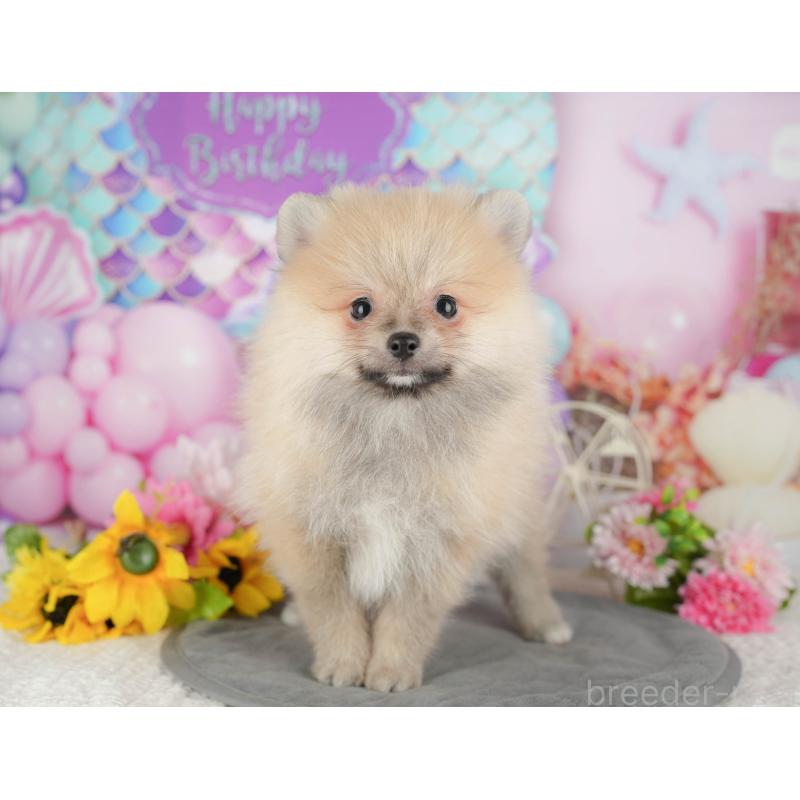 販売中の茨城県のポメラニアン-430305の8枚目