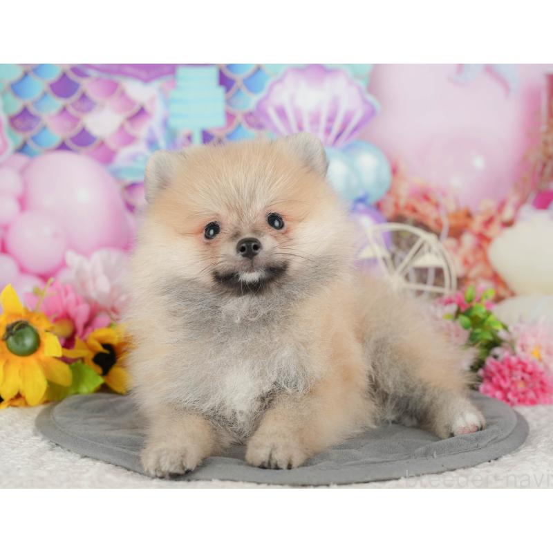 販売中の茨城県のポメラニアン-430305の7枚目