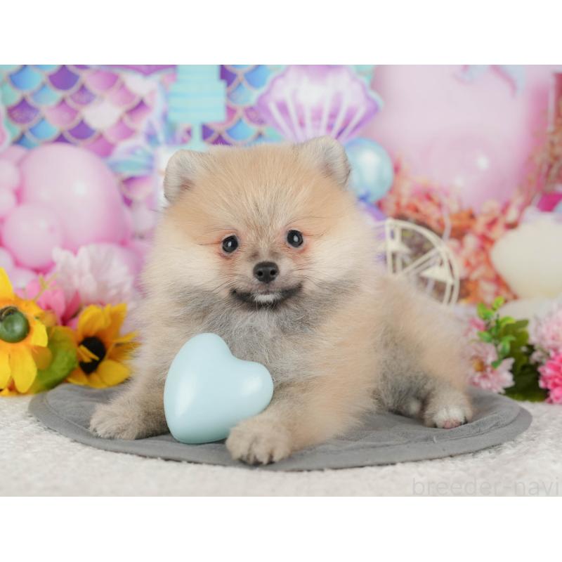 販売中の茨城県のポメラニアン-430305の6枚目