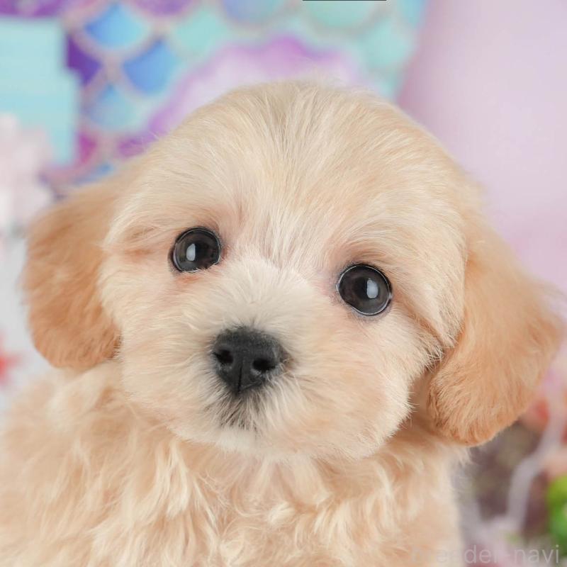 販売中の茨城県のマルプー:マルチーズ×トイプードル-430310の1枚目