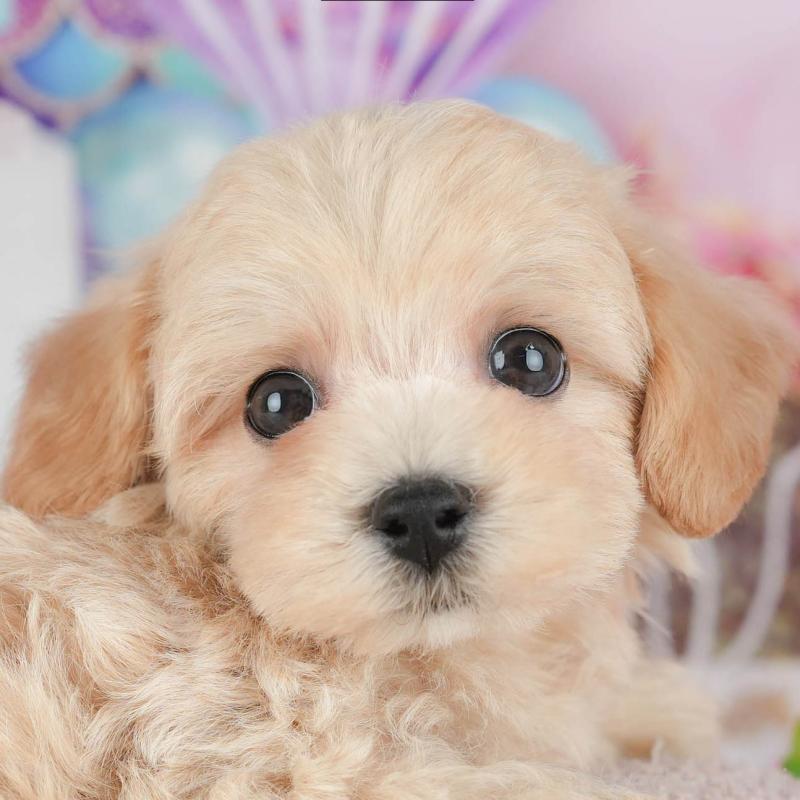 販売中の茨城県のマルプー:マルチーズ×トイプードル-430310の11枚目