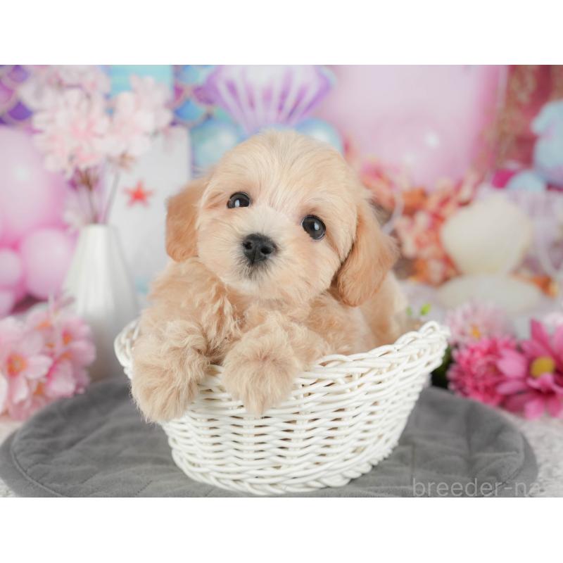 販売中の茨城県のマルプー:マルチーズ×トイプードル-430310の10枚目