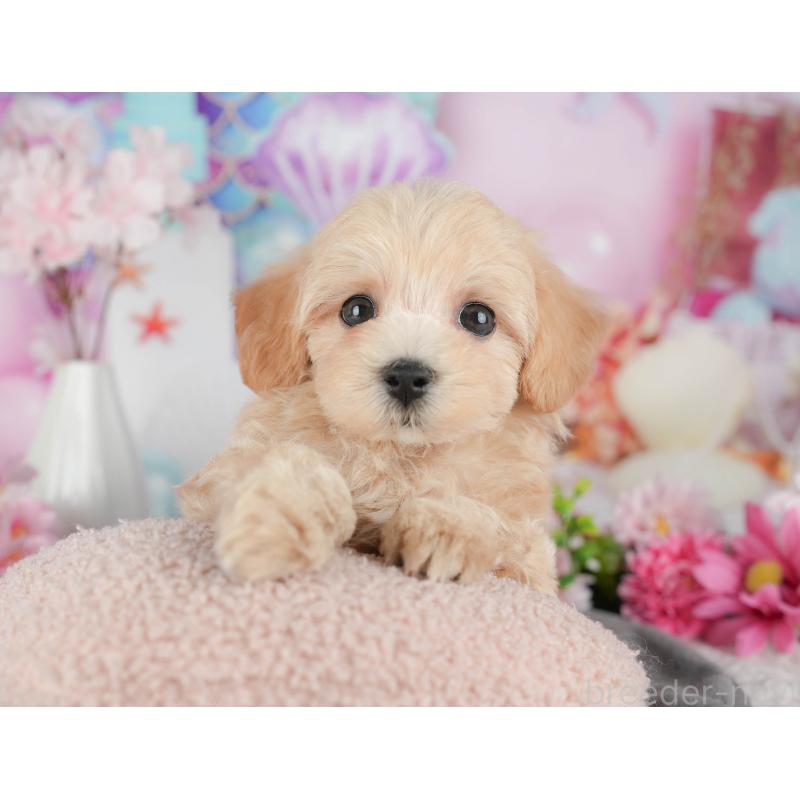 販売中の茨城県のマルプー:マルチーズ×トイプードル-430310の9枚目