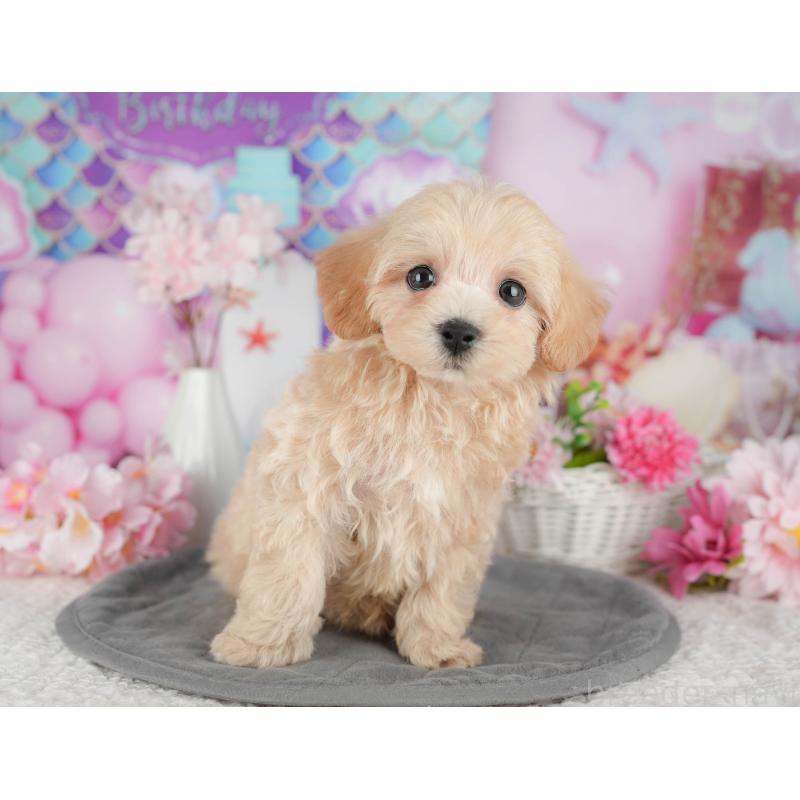 販売中の茨城県のマルプー:マルチーズ×トイプードル-430310の8枚目