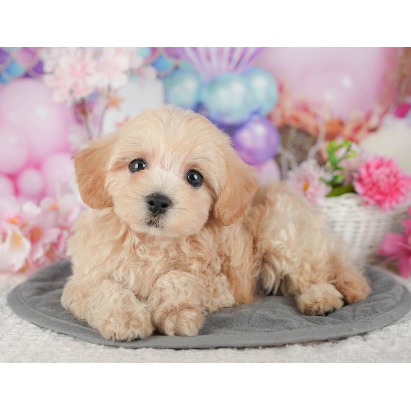 販売中の茨城県のマルプー:マルチーズ×トイプードル-430310の7枚目