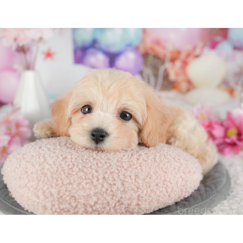 販売中の茨城県のマルプー:マルチーズ×トイプードル-430310の6枚目