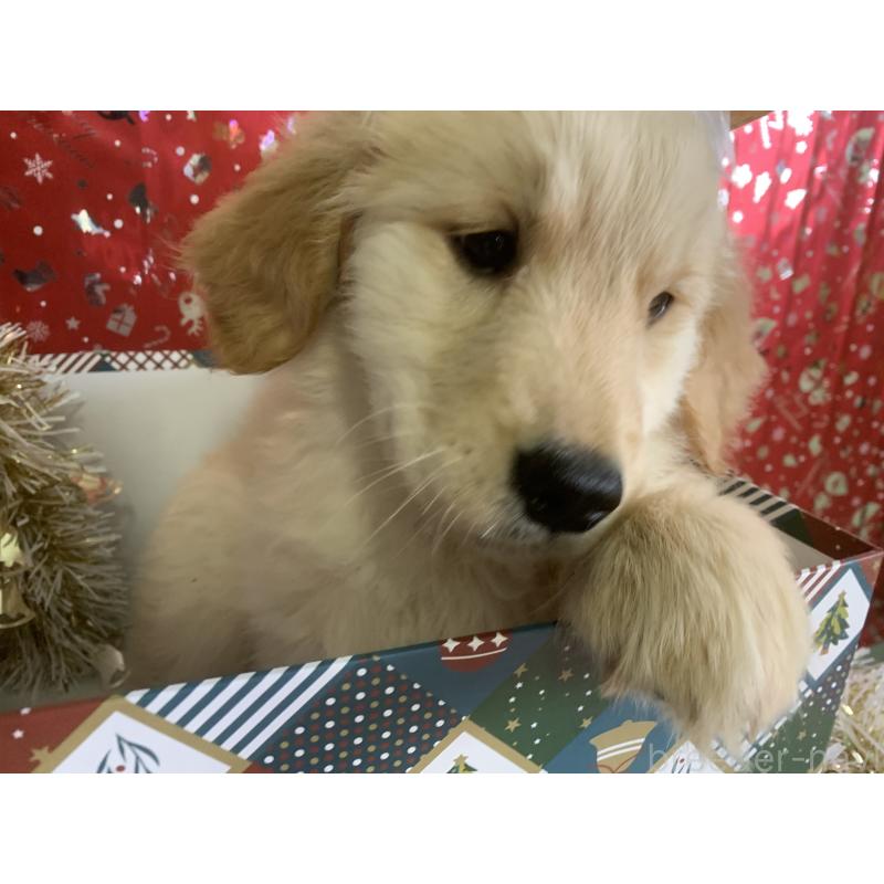 商談中の鹿児島県のゴールデンレトリーバー-425046の2枚目