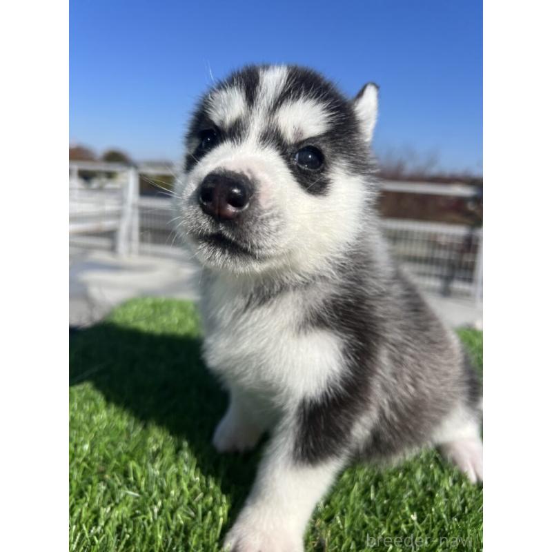 販売中の埼玉県のシベリアンハスキー-429990の4枚目